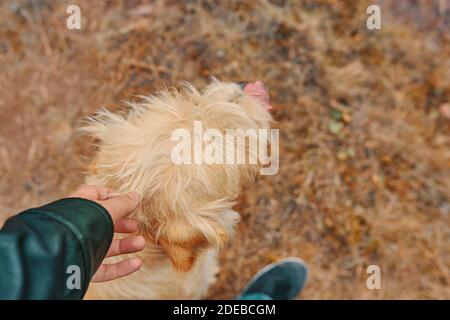 Chien de péting. Une personne passe du temps avec son animal de compagnie dans l'air frais. Banque D'Images