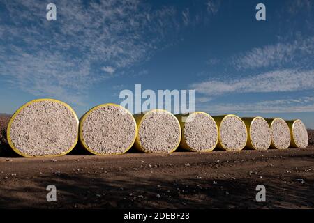 Tempe, Arizona, États-Unis. 29 novembre 2020. Le coton cultivé dans la Communauté indienne d'Ak-Chin, au sud de Maricopa, en Arizona, qui avait été récolté par un système de presse à balles rondes, est ensuite un champ fraîchement cueilli 11/29/20. Les balles rondes pèsent environ 5000 livres, ce qui produit environ 3.8 balles carrées. Crédit : Tom Story/ZUMA Wire/Alay Live News Banque D'Images