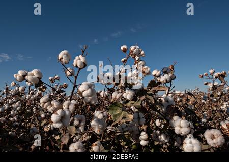 Tempe, Arizona, États-Unis. 29 novembre 2020. Le coton cultivé dans la communauté indienne Ak-Chin, au sud de Maricopa, en Arizona, est prêt à être prélevé 11/29/20. Crédit : Tom Story/ZUMA Wire/Alay Live News Banque D'Images