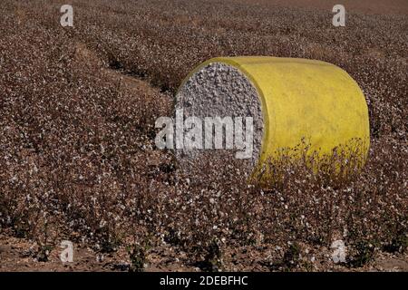 Tempe, Arizona, États-Unis. 29 novembre 2020. Le coton récolté par une presse à balles rondes se trouve dans un champ fraîchement cueilli près de Stansfield, Arizona, 11/29/20. Les balles rondes pèsent environ 5000 livres, ce qui produit environ 3.8 balles carrées. Crédit : Tom Story/ZUMA Wire/Alay Live News Banque D'Images