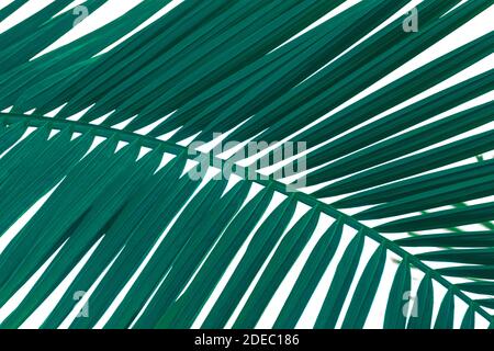 Vue rapprochée des feuilles du palmier. Arrière-plan tropical. Banque D'Images