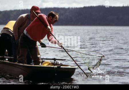 Photo des années 1970 (1973) - le filet de crabe à la plate-forme de Brinnon, sur le canal de Hood, attire de grandes foules au printemps et en été moins les marées. Banque D'Images