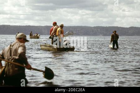 Photo des années 1970 (1973) - le filet de crabe à la plate-forme de Brinnon, sur le canal de Hood, attire de grandes foules au printemps et en été moins les marées. La prise est principalement des crabes dungeness. Banque D'Images