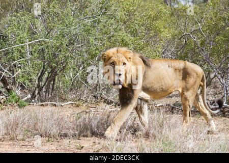 Grand lion mâle adulte (Panthera leo) avec une manie sombre regardant directement la caméra tout en marchant dans l'herbe dans le parc national Kruger, Afrique du Sud Banque D'Images