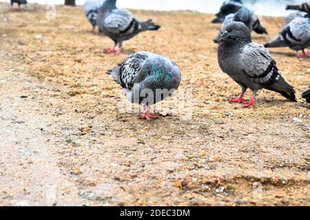 Des oiseaux pigeons à côté d'un sentier de marche mangeant du blé Banque D'Images