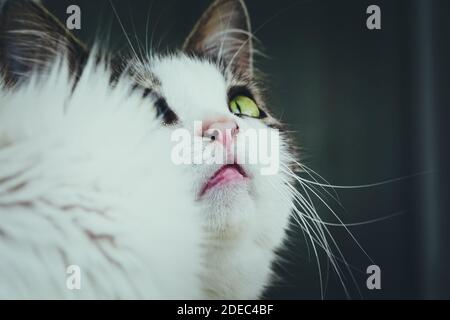 Fermez la bouche du chat. Joli chat blanc Banque D'Images