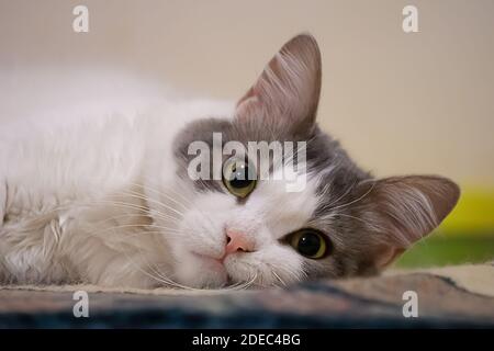 Gros plan sur le nez du chat. Joli chat blanc qui pose une moquette. Banque D'Images