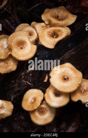 Champignons sur le bois (Lentinus crinitus). Novembre 2020. Baie de vache. Parc national de Daintree. Queensland. Australie. Banque D'Images