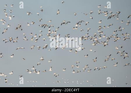 D'énormes troupeaux d'oies des neiges (Anser caerulescens) arrivent au refuge national de la faune de Sacramento, en Californie, en novembre, alors qu'ils migrent du Nord. Banque D'Images