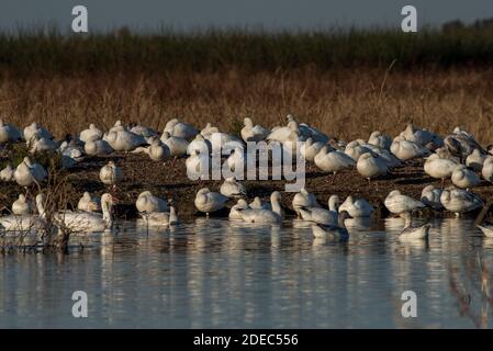Les oies des neiges (Anser caerulescens) se rassemblent en grand nombre dans le refuge national de la faune de Sacramento en hiver, après avoir migré du Nord. Banque D'Images