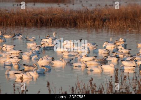 Les oies des neiges (Anser caerulescens) se rassemblent en grand nombre dans le refuge national de la faune de Sacramento en hiver, après avoir migré du Nord. Banque D'Images