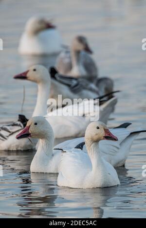 Les Oies des neiges (Anser caerulescens) se rassemblent en grand nombre à Sacramento NWR, en Californie, au cours des mois d'automne. Banque D'Images