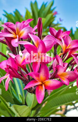 Une photo verticale de Plumeria rose et orange (Frangipani) fleurs Banque D'Images