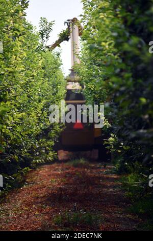 Un plan vertical d'une machine agricole pour la culture d'un conduite de champ dans les rangées de l'usine Banque D'Images