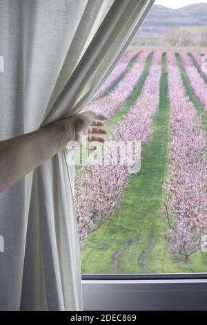 Un cliché vertical de la main d'une femme tirant le rideau pour voir le champ avec des fleurs roses. Concept de voyage. Banque D'Images