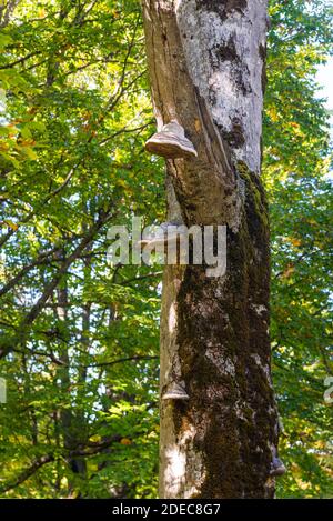 Champignons sauvages humides sur une bûche d'arbre en forêt Banque D'Images