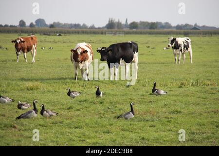 Les vaches blanches noires et rouges regardent les Gooses Sur la prairie dans le Krimpenerwaard pays-Bas Banque D'Images