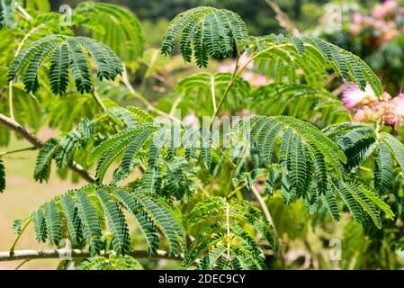 Gros plan : fleurs de lilas et feuilles d'Albizia Lankaran. Banque D'Images