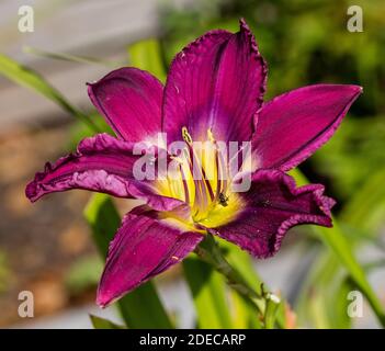 'Petite Grapette', Daglilja (Hemerocallis) Banque D'Images