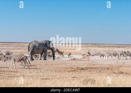 Un éléphant d'afrique qui boit de l'eau au trou d'eau de Nebrownii, dans le nord de la Namibie. Les zèbres et les springbok de Burchells sont visibles Banque D'Images