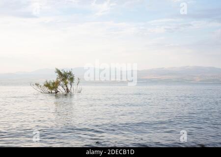 Un arbre submergé dans la mer de Galilée et les hauteurs du Golan. Lac Tiberias, Kinneret, Kinnereth. Photo de haute qualité Banque D'Images