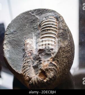 L'ammonite fossile dans le morceau de roche sur verre surface Banque D'Images