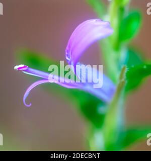 Gros plan extrême d'une fleur d'un Hypoestes phyllostachya (plante à pois de la polka), une espèce de plante à fleurs de la famille des Acanthaceae, originaire du Sou Banque D'Images