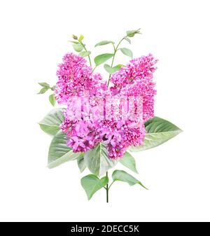 Branche de lilas avec fleurs et feuilles. Branche de lilas commun (Syringa vulgaris). Isolé de fond blanc Banque D'Images