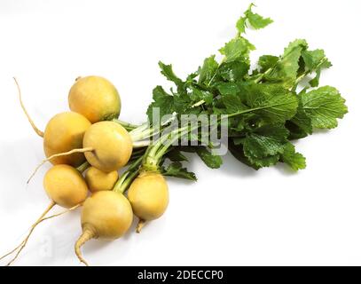 Ballon d'or du navet, Brassica rapa, légumes contre fond blanc Banque D'Images