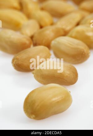 L'arachide, Arachis hypogaea, fruits contre fond blanc Banque D'Images