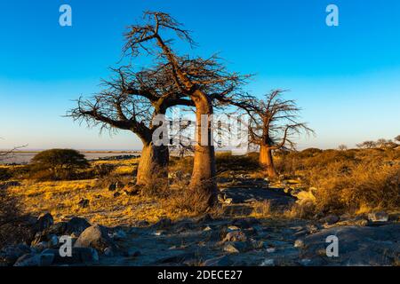 Trois baobabs sous la lumière du matin Banque D'Images