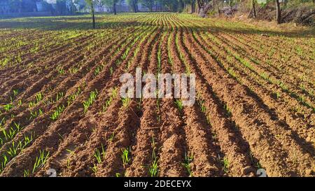 Culture du blé vert dans le sol. Gros plan sur l'élevage de seigle agricole sur un champ au lever du soleil. Banque D'Images