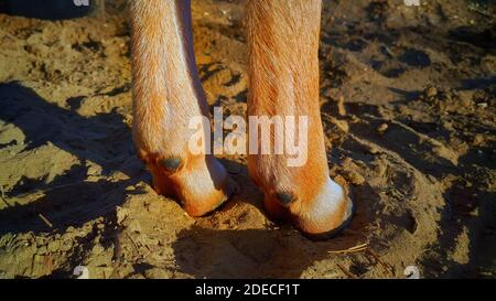 Sabots de veau de vache domestique sur le sol. Banque D'Images