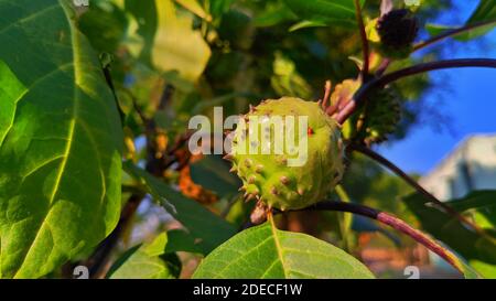 Métal hindou datura dans la période de fructification. Banque D'Images