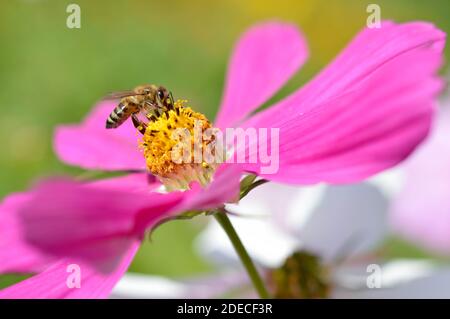 Abeille à l'intérieur d'un jardin rose cosmos fleur, aster mexicain, abeille pollinisant dans le jardin, grands pétales roses, macro gros plan. Banque D'Images