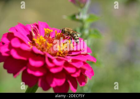 Abeille sur une fleur rose élégante de zinnia, gros plan, macro, grande fleur rose, pollinisation des abeilles et alimentation. Banque D'Images