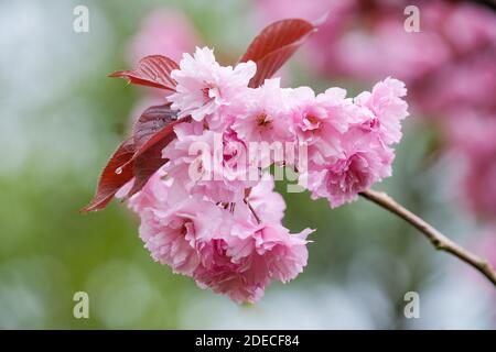 Double fleur rose de prunus 'Royal Bourgogne'. Prunus serrulata 'Bourgogne'. Cerise 'Royal Bourgogne' Banque D'Images