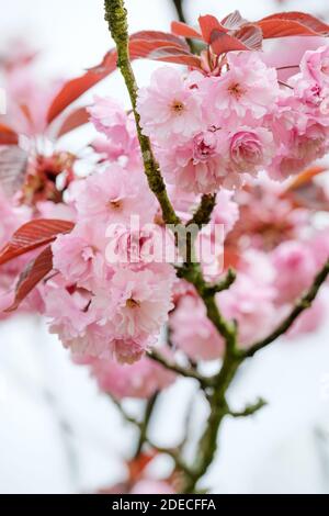 Double fleur rose de prunus 'Royal Bourgogne'. Prunus serrulata 'Bourgogne'. Cerise 'Royal Bourgogne' Banque D'Images