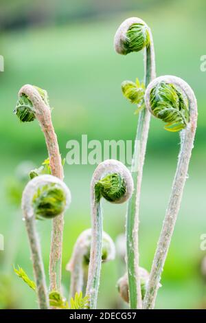 Osmunda Regalis, Royal Fern, frondes au début du printemps Banque D'Images