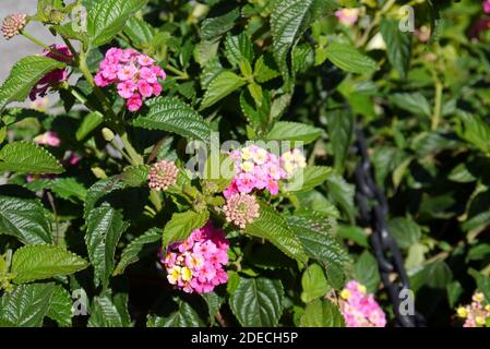 Rose/jaune Lantana camara 'Feston Rose' fleurs cultivées à la frontière à RHS Garden Harlow Carr, Harrogate, Yorkshire, Angleterre, Royaume-Uni. Banque D'Images