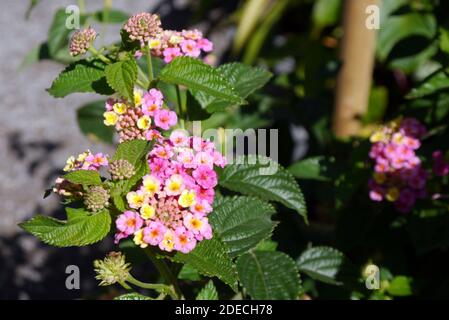 Rose/jaune Lantana camara 'Feston Rose' fleurs cultivées à la frontière à RHS Garden Harlow Carr, Harrogate, Yorkshire, Angleterre, Royaume-Uni. Banque D'Images