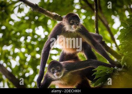 Le singe araignée Azuero, Ateles geoffroyi azuerensis, à l'intérieur de la forêt tropicale dense de Cerro Hoya national park, province de Veraguas, République du Panama. Banque D'Images