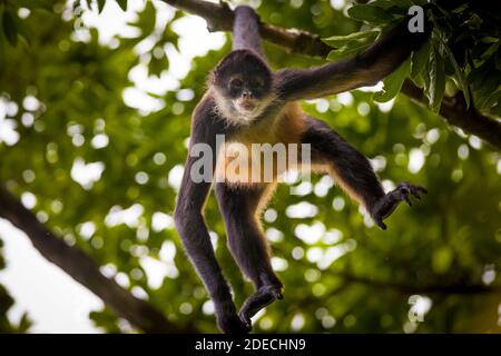 Panama faune avec Azuero Spider Monkey, Ateles geoffroyi azuerensis, à l'intérieur de la forêt tropicale du parc national Cerro Hoya, province de Veraguas, Panama. Banque D'Images