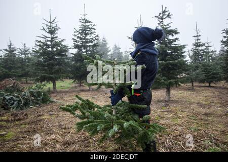 Bamberg, Allemagne 28 novembre 2020: Symbolbilder - coronavirus - 28 novembre 2020 UN petit enfant avec protection de la bouche et du nez est debout avec un morceau d'arbre de sapin dans une plantation d'arbres de Weihafterts. | utilisation dans le monde entier Banque D'Images