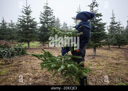 Bamberg, Allemagne 28 novembre 2020: Symbolbilder - coronavirus - 11/28/2020 UN enfant avec la protection de la bouche et du nez tient un morceau de sapin dans ses mains. | utilisation dans le monde entier Banque D'Images