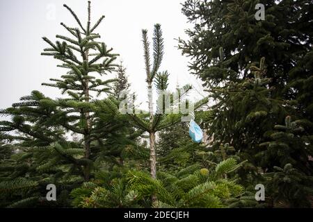 Bamberg, Allemagne 28 novembre 2020: Symboles - coronavirus - 28 novembre 2020 UNE protection de la bouche et du nez est suspendue dans un sapin | utilisation dans le monde entier Banque D'Images