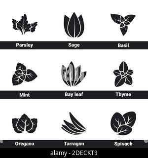 Icônes pour le thème épices et herbes. Arrière-plan blanc Illustration de Vecteur