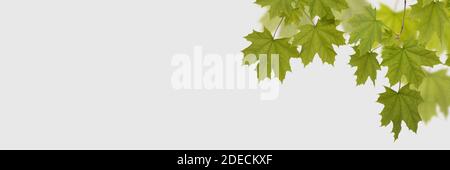 Feuilles vertes érable sur fond blanc Banque D'Images