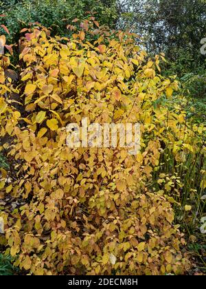 Un groupe de buissons en bois de chien montrant la spectaculaire couleur dorée de l'automne Banque D'Images
