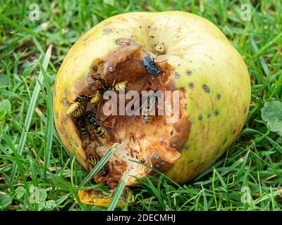 Un gros plan des guêpes et des mouches se nourrissant sur un Pomme Bramley tombée Banque D'Images